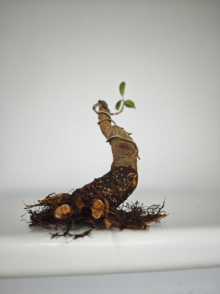 R 1. Ficus retusa 120 euros con envio gratis peninsula.