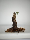 R 1. Ficus retusa 120 euros con envio gratis peninsula. R 1. Ficus retusa 120 euros con envio gratis peninsula. R 1. Ficus retusa 120 euros con envio gratis peninsula. R 1. Ficus retusa 120 euros con envio gratis peninsula. R 2. Ficus retusa 120 euros con envio gratis peninsula.