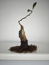 R 4. Ficus retusa 150 euros con envio gratis peninsula.