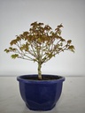 * k 1. Acer palmatum kiyohime 100 euros con envio gratis peninsula.