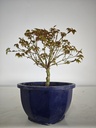 * k 2. Acer palmatum kiyohime 100 euros con envio gratis peninsula.