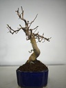 *Ch 1. Chaenomeles 250 euros con envio gratis peninsula.