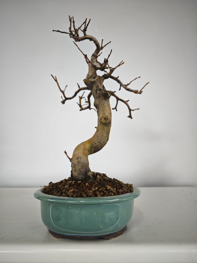 *Ch 2. Chaenomeles 250 euros con envio gratis peninsula.