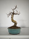 *Ch 2. Chaenomeles 250 euros con envio gratis peninsula.
