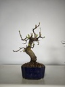 *Ch 3. Chaenomeles 250 euros con envio gratis peninsula.