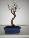 *M 1. Metasequoia 95 euros con envio gratis peninsula-