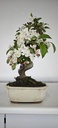 *M 3. Malus 100 euros con envio gratis peninsula.