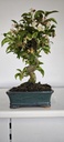 *M 2. Malus 100 euros con envio gratis peninsula.