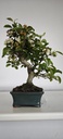 *M 2. Malus 100 euros con envio gratis peninsula.