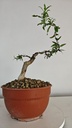 G27. Granado nejikan/ 200€