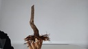 H 13 Ficus carica 150 euros con envio gratis peninsula.