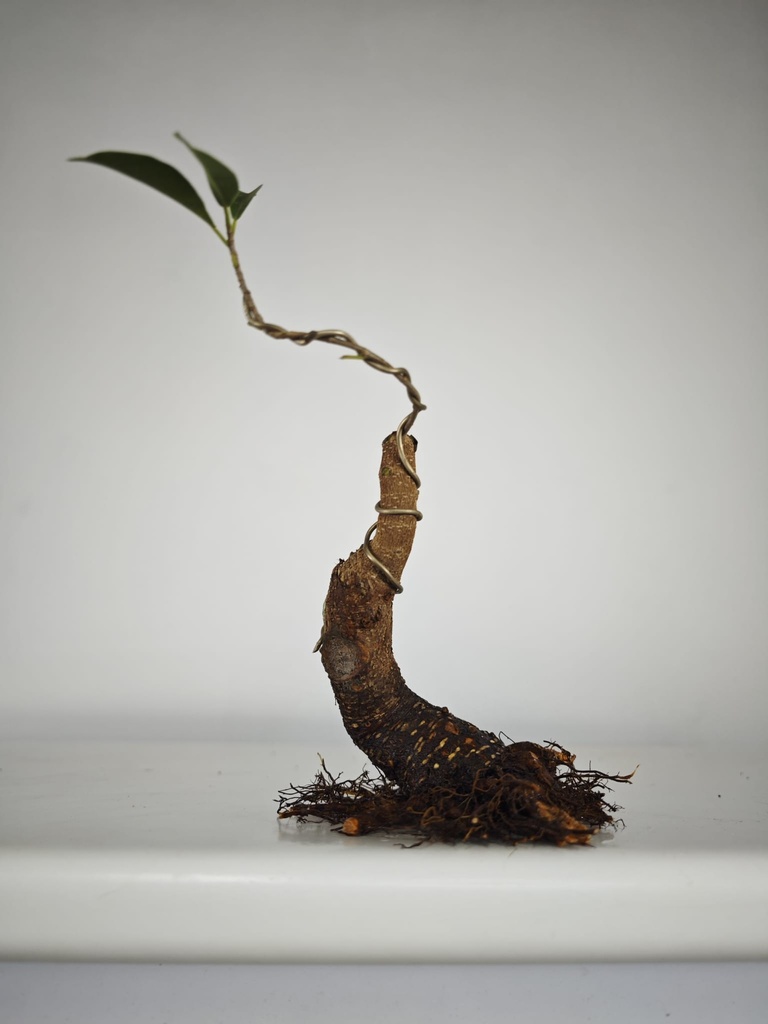 R 1. Ficus retusa 150 euros con envio gratis peninsula.