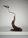 R 1. Ficus retusa 150 euros con envio gratis peninsula.