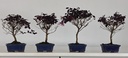 *Loropetalum 39 euros con evio gratis peninsula.