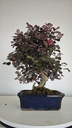 *L 21. Loropetalum 85 euros con evio gratis peninsula.