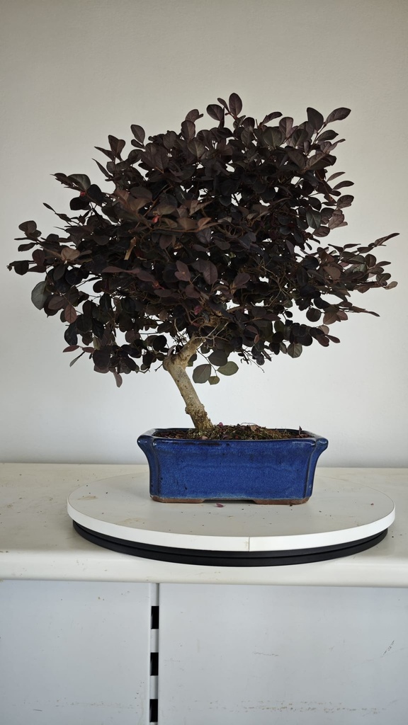 *L 22. Loropetalum 85 euros con evio gratis peninsula.