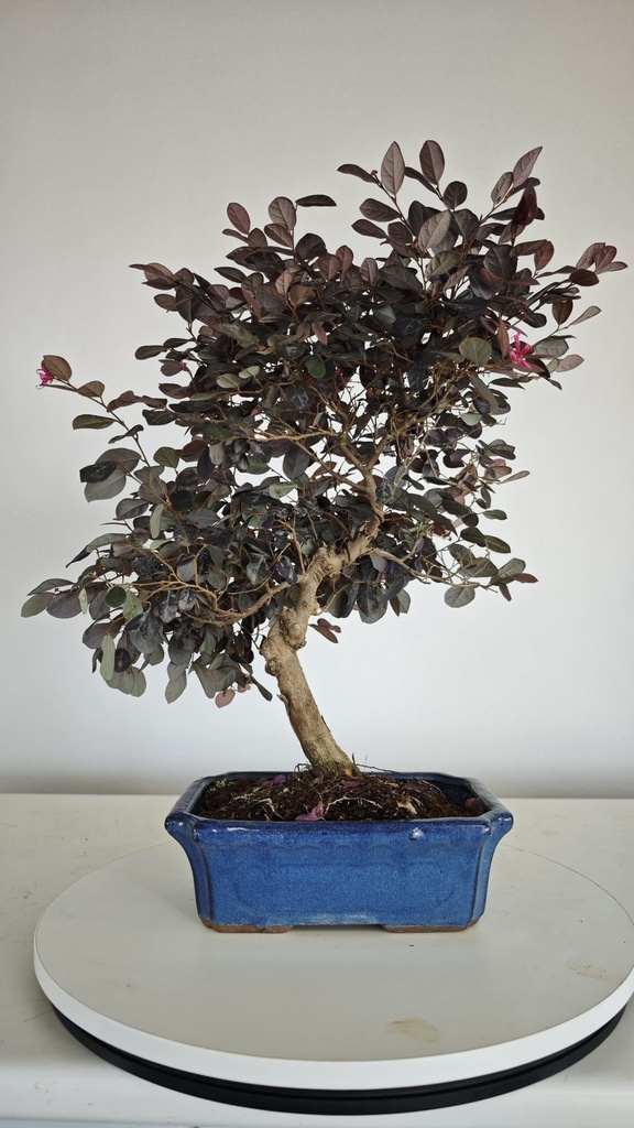 *L 23. Loropetalum 85 euros con evio gratis peninsula.