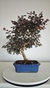 *L 23. Loropetalum 85 euros con evio gratis peninsula.