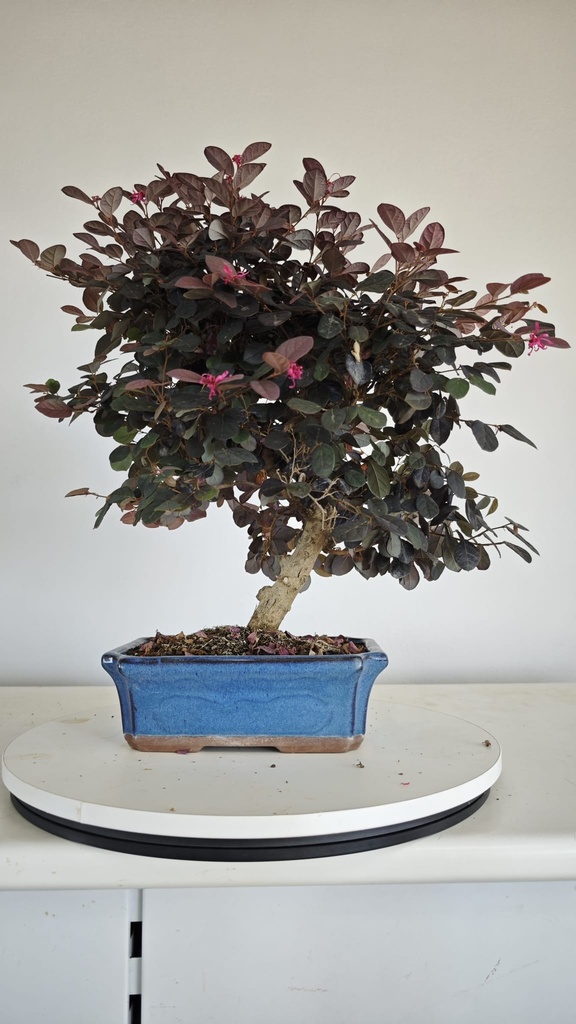 *L 24. Loropetalum 85 euros con evio gratis peninsula.