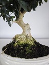 *O 15. Olea Sylvestris 66 euros con envio gratis peninsula.