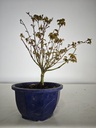 * k 2. Acer palmatum kiyohime 100 euros con envio gratis peninsula.