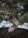 *I 3. Juniperus chinensis itoigawa 295 euros con envio gratis peninsula.