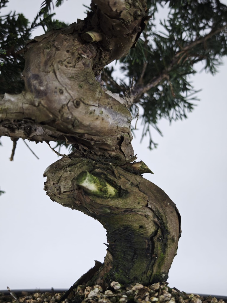 *I 4. Juniperus chinensis itoigawa 295 euros con envio gratis peninsula.