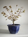 *A8. Acer palmatum klyohlme 90 euros con envio gratis peninsula.