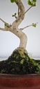 *GI 4. Ginkgo biloba 120 euros con envio gratis peninsula.