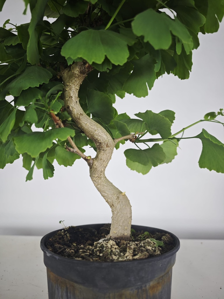 *GI 23 Ginkgo 70 euros con envio gratis peninsula.