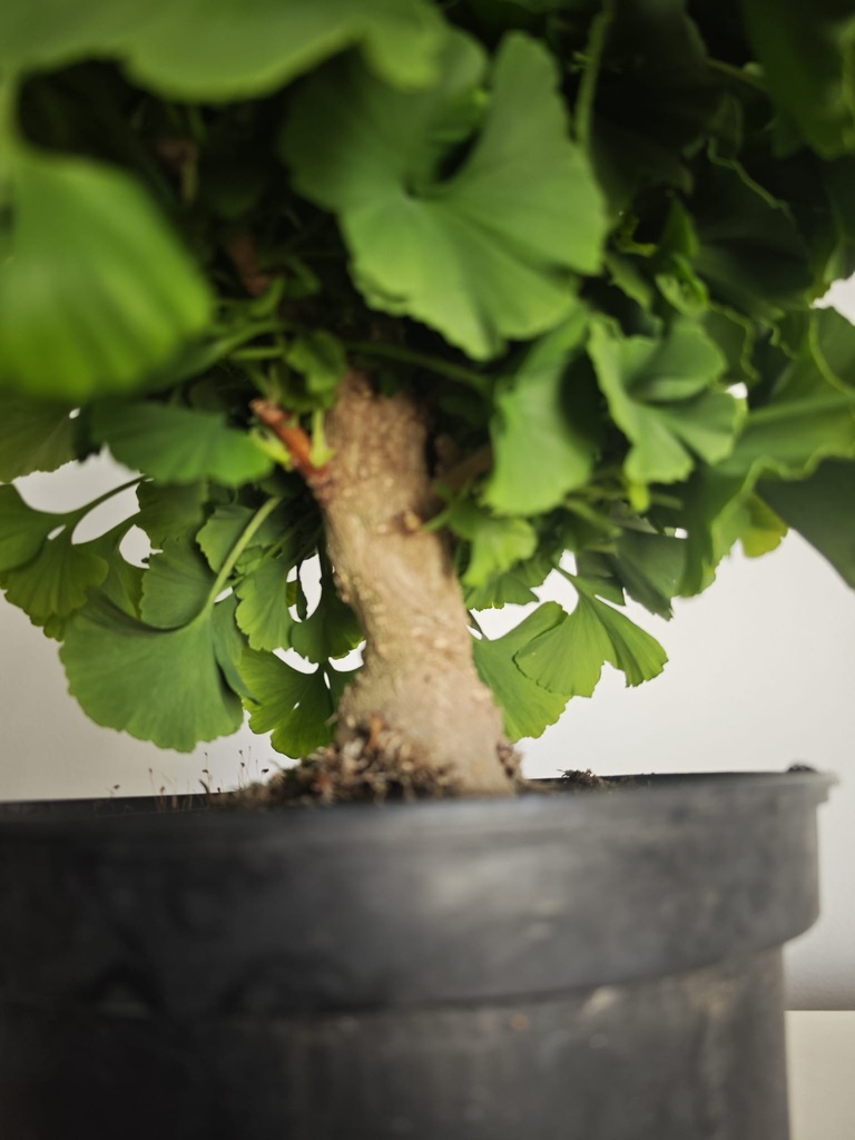 *Gi 27 Ginkgo 280 euros con envio gratis peninsula.