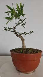 G28. Granado nejikan/ 150€
