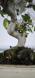 *M 3. Malus 100 euros con envio gratis peninsula.