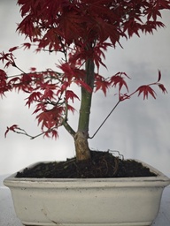 *D 27. Acer palmatum deshojo 150 euros con envio gratis peninsula.