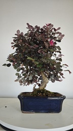 *L 21. Loropetalum 85 euros con evio gratis peninsula.