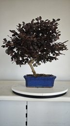 *L 22. Loropetalum 85 euros con evio gratis peninsula.