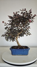 *L 23. Loropetalum 85 euros con evio gratis peninsula.