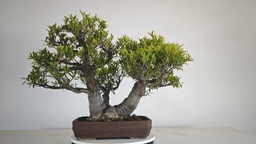 NE 1. Ficus nerifolia 800 con envio gratis peninsula.